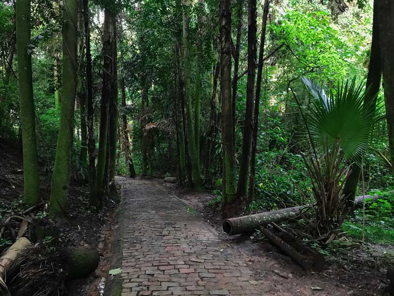 bosque-dos-jequitibas-area-verde-2-natureza-museu-virtual-campinas