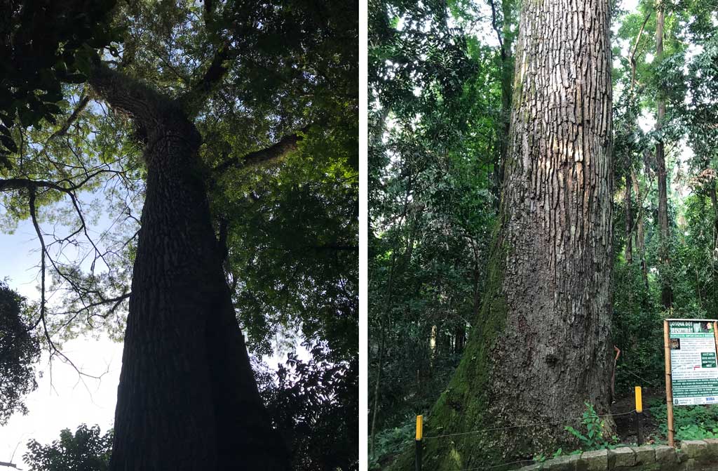 Jequitibá Rosa - Bosque dos Jequitibás Campinas