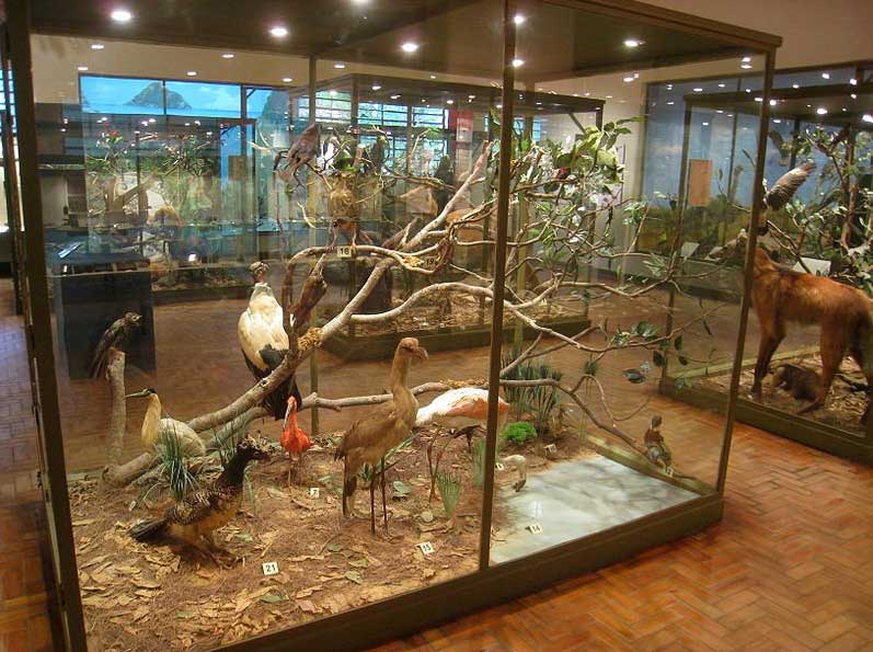 Museu de História Natural - Bosque dos Jequitibás