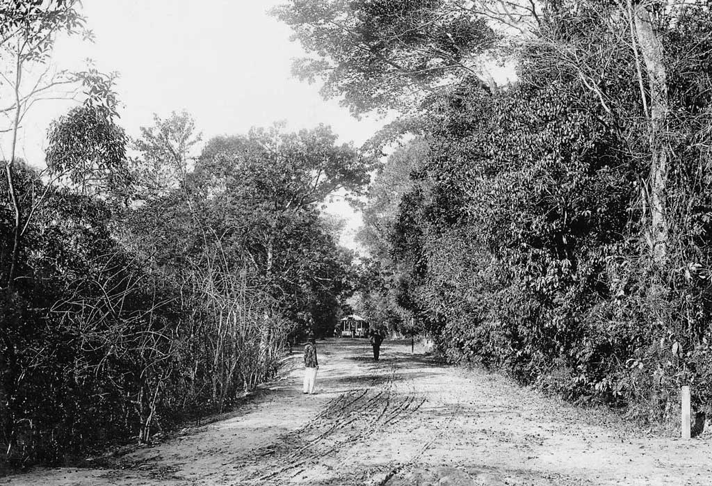 Bosque dos Jequitibás - foto antiga - Museu Virtual de Campinas