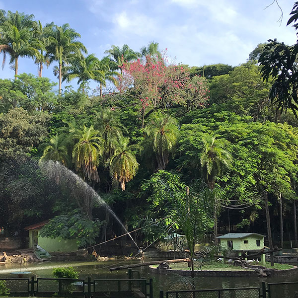 Bosque dos Jequitibás